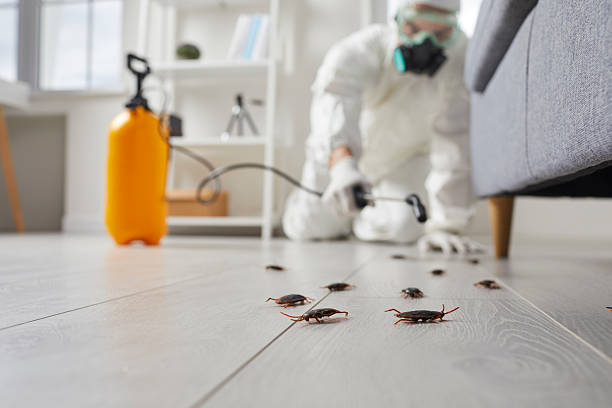 Post-Treatment Bed Bug Interceptor Monitoring in Merriam